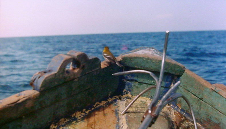 pesca-cuba-3